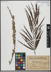 Foto von Salix viminalis L.